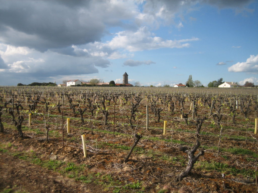 Visite vigne nantes